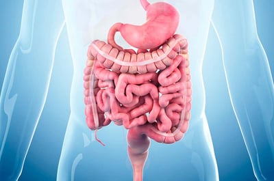 Elixir Intestinal